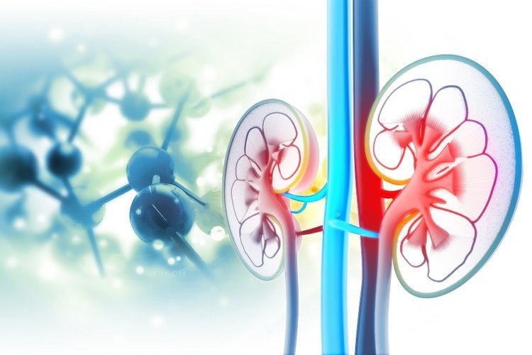 Human kidney cross section